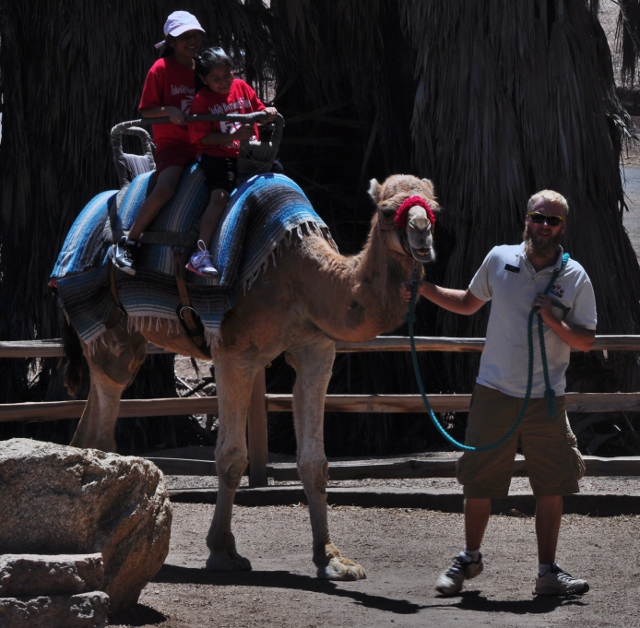 camel rides